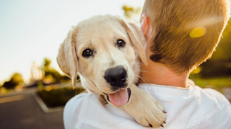 Cucciolo di cane in braccio