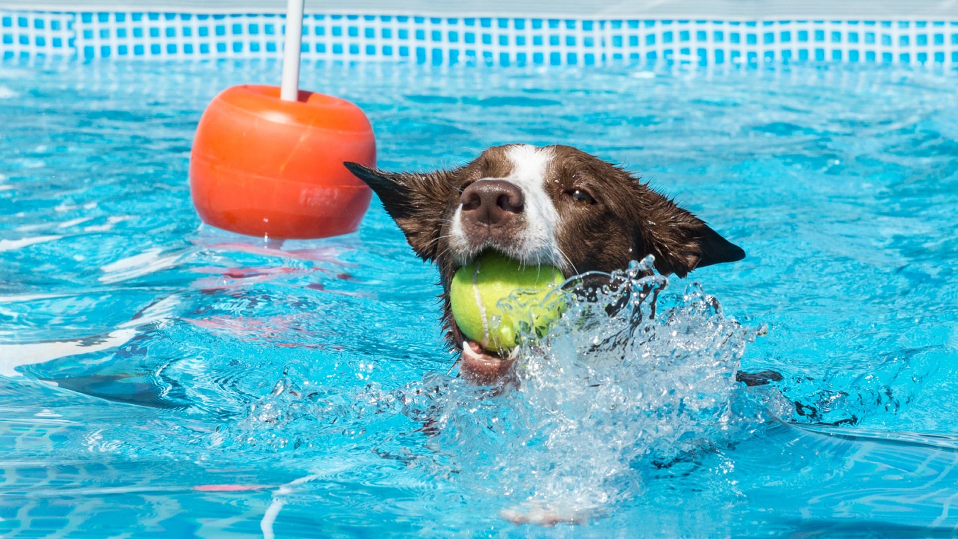 Dog Sport Experience cos'è lo Swim Dog? KissKiss.it