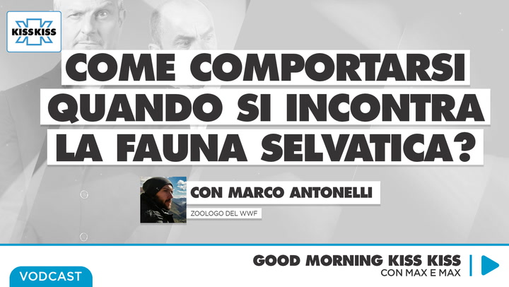 Fauna selvatica in Italia: come comportarsi in caso di incontri ravvicinati in Good Morning Kiss Kiss