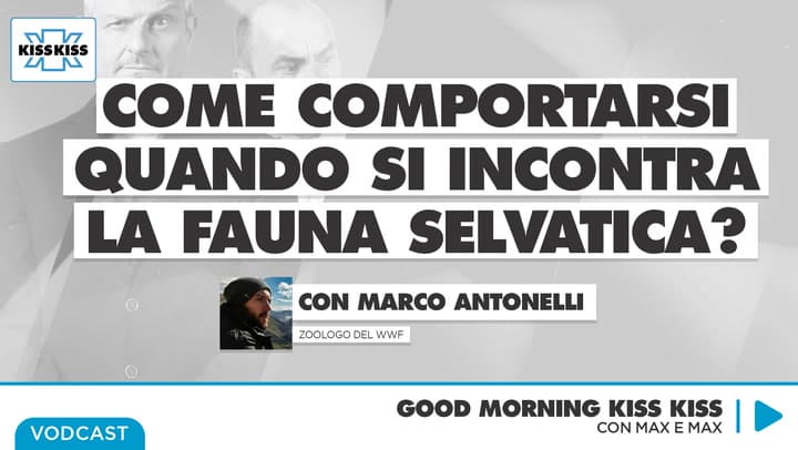 Fauna selvatica in Italia: come comportarsi in caso di incontri ravvicinati in Good Morning Kiss Kiss