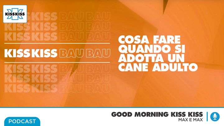 Amici a quattro zampe: cosa fare quando si adotta un cane gia' adulto in Good Morning Kiss Kiss (AUDIO)