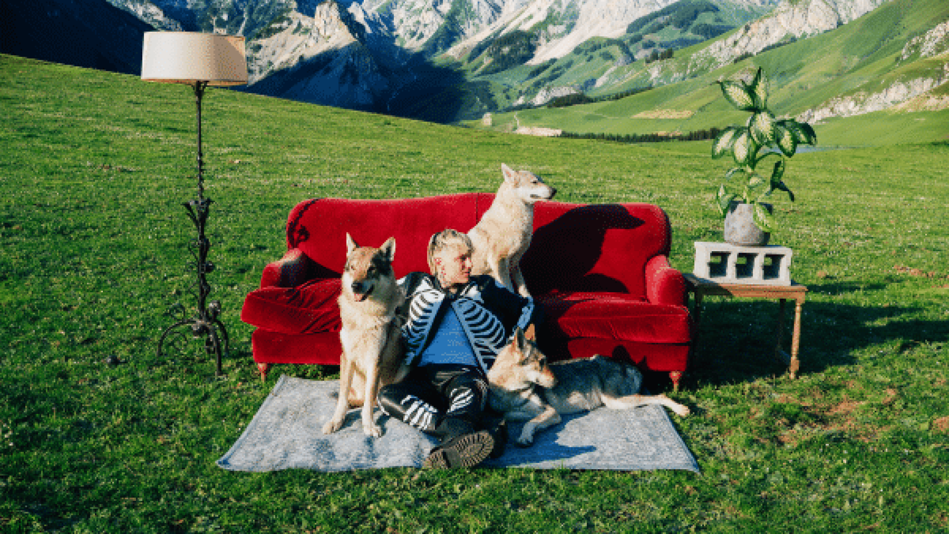 Il Tre - CANI RANDAGI 600x600