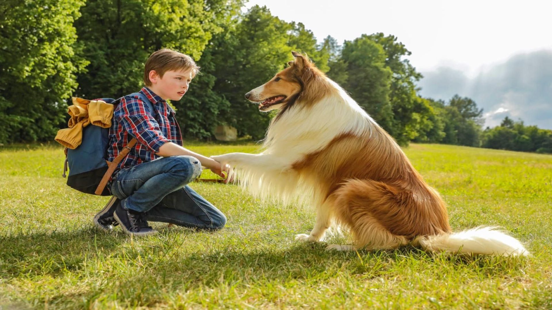 Lassie-567.jpg