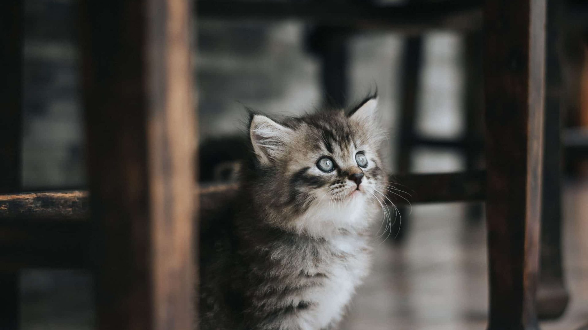 iqbalstock-cat-4912211 (1).jpg