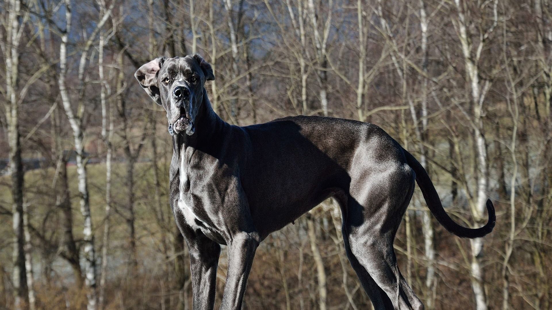 mtajmr-dog-3181898_1920.jpg