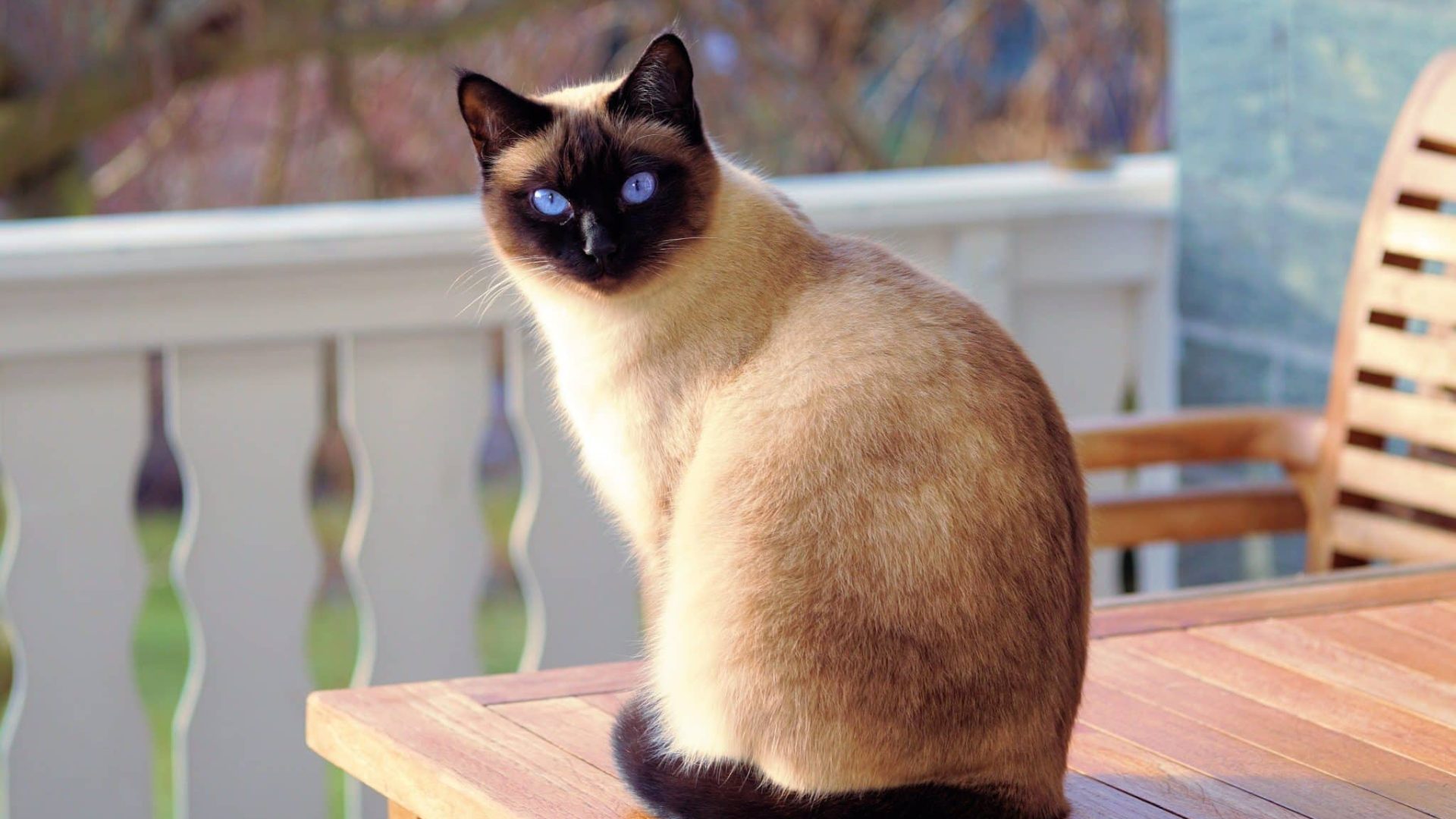 webandi-cat-2068462.jpg